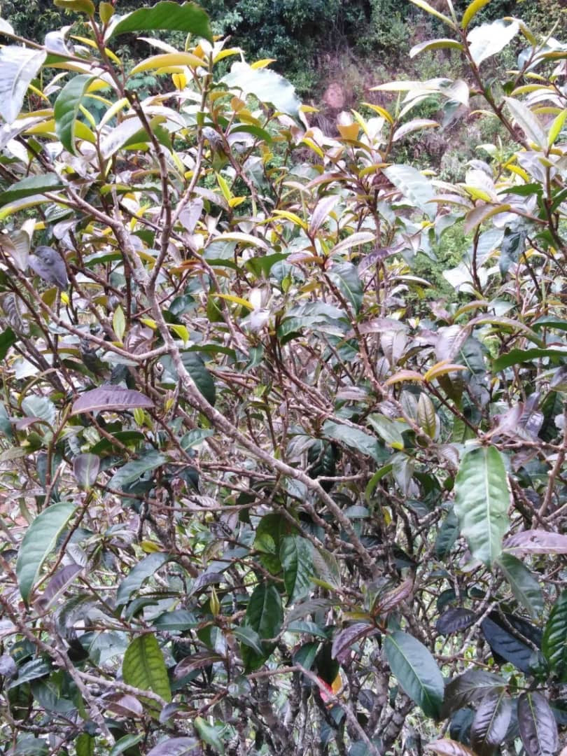 Hun Purple Cha 紫芽