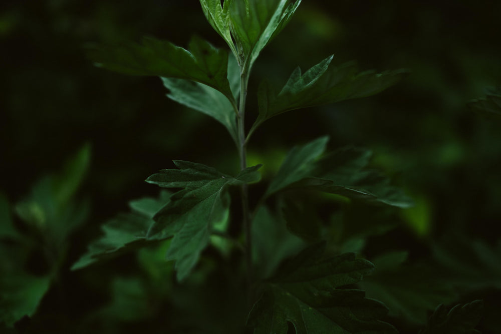 JINGAI 净艾 Mugwort Tea Robe