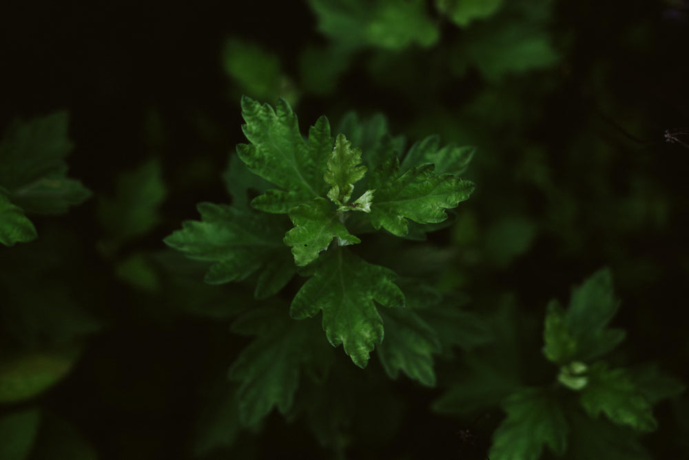 JINGAI 净艾 Mugwort Tea Robe